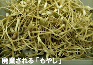 Discarded bean sprout residue