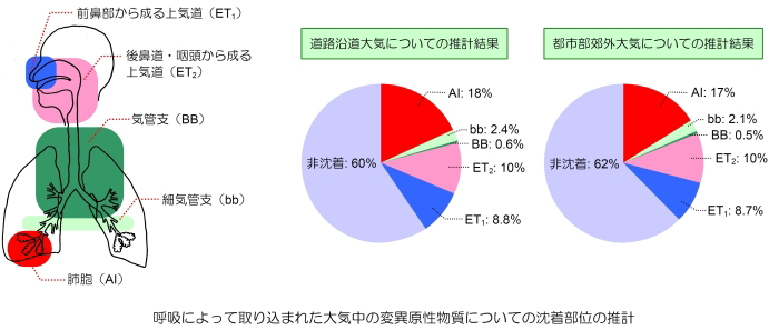 Estimated Deposition Sites of Inhaled Airborne Mutagenic Substances