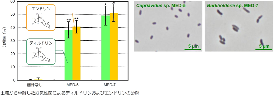 Degradation of Dieldrin and Endrin by Aerobic Bacteria Isolated from Soil