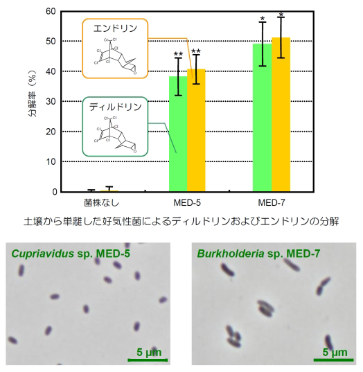 Degradation of Dieldrin and Endrin by Aerobic Bacteria Isolated from Soil