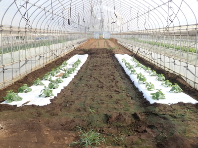 Inside the Greenhouse