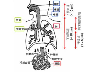 人の呼吸器と粒子の沈着領域（概念図）（出典：国立環境研究所）