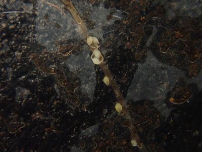線虫関連分析･試験例-5