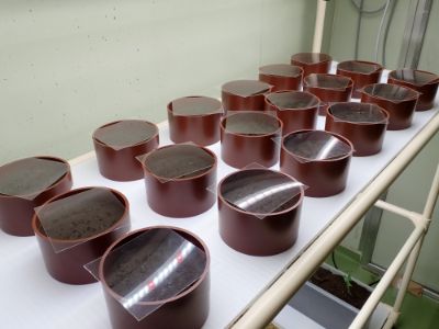 肥料関連試験（植害試験、幼植物試験）例-1