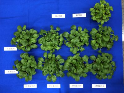肥料関連試験（植害試験、幼植物試験）例-2