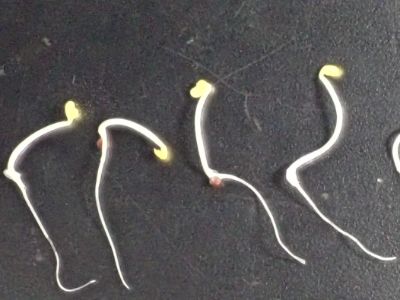 肥料関連試験（植害試験、幼植物試験）例-6