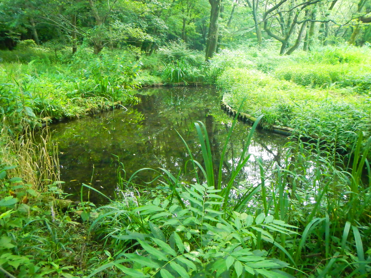 緑に囲まれた公園の池