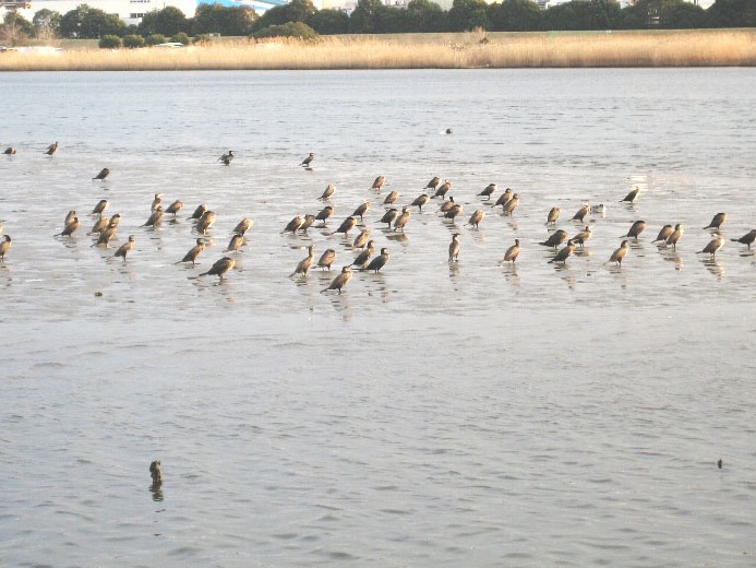 水辺に集まる鳥たち